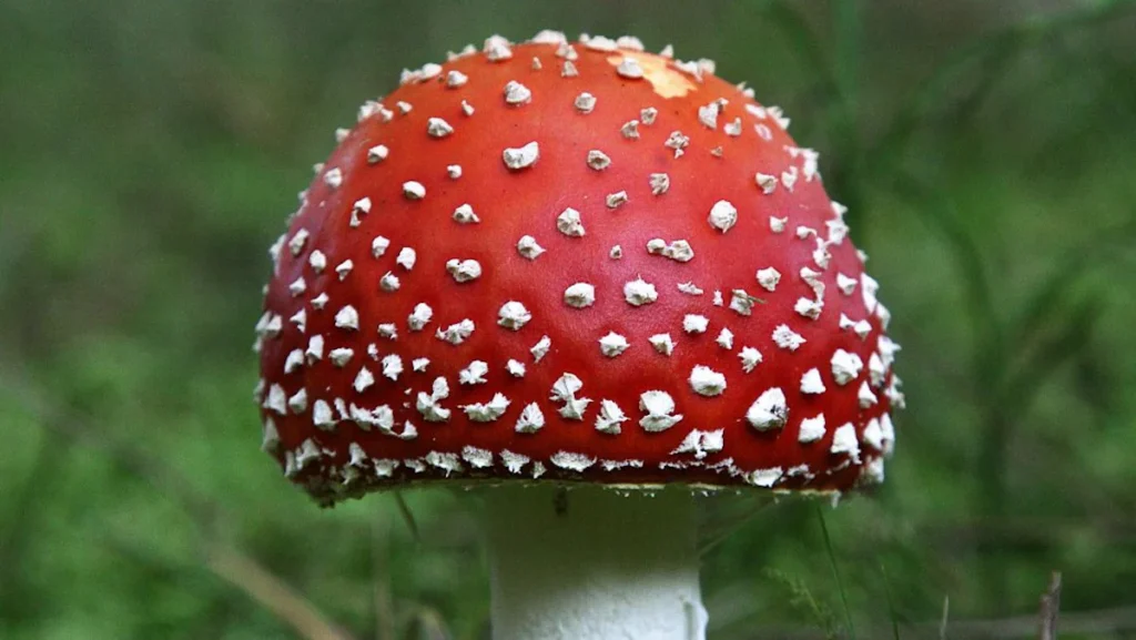 Amanita Muscaria Kaufen